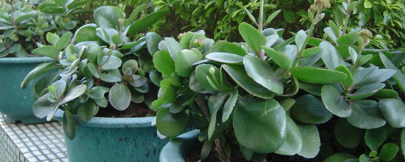 胖娃娃花的养殖方法 胖娃娃花能在室内养吗