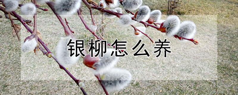 银柳怎么养（招财银柳怎么养）