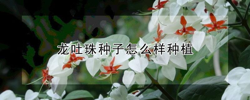 龙吐珠种子怎么样种植（龙吐珠花种子可以种吗）