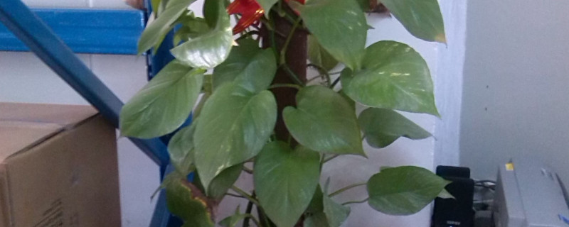 心叶藤水培方法（心叶日中花水培方法）