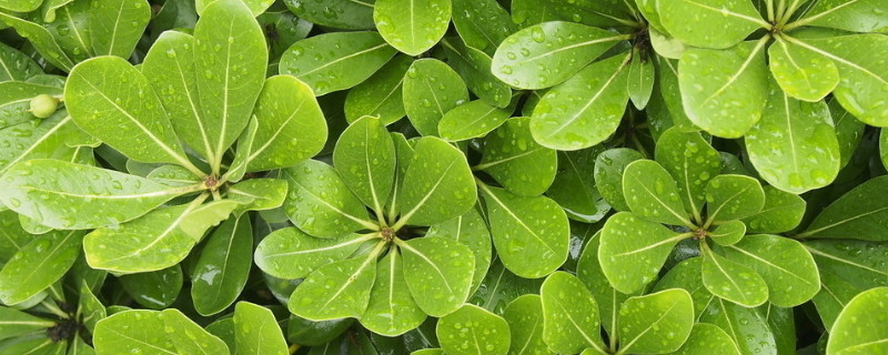 白糖生根水注意事项 白糖自制生根水怎样用