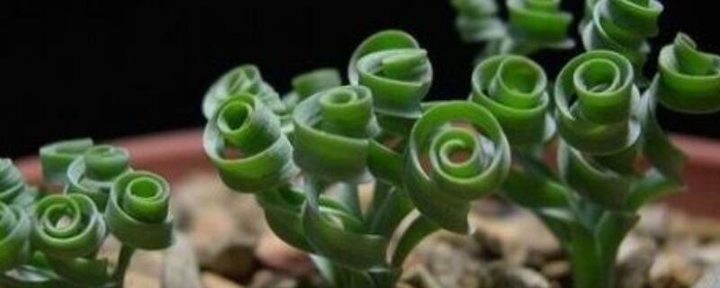 多肉弹簧草养殖方法（多肉植物弹簧草怎么养）