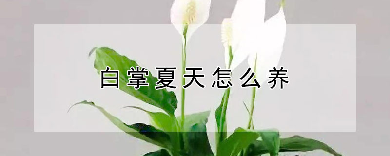 白掌夏天怎么养（白掌适合冬天养吗）