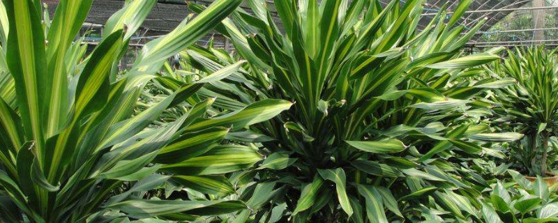 也门铁的养殖方法和注意事项(巴西也门铁的养殖方法和注意事项)