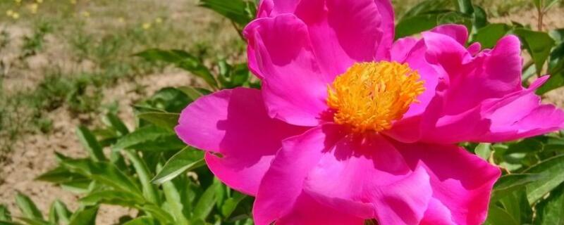 冬季花草如何养保温 冬天的花草怎么养护