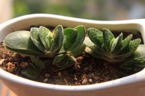 多肉子宝怎么爆盆