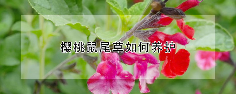 樱桃鼠尾草如何养护（樱桃鼠尾草冬季修剪）