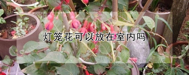 灯笼花可以放在室内吗 灯笼花放在卧室里好不好