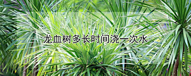 龙血树多长时间浇一次水（龙血树多长时间浇一次水适合放什么肥料）