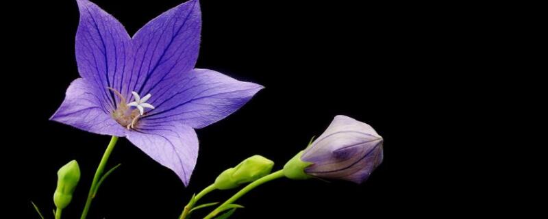 桔梗花冬天怎么养 桔梗花好养不