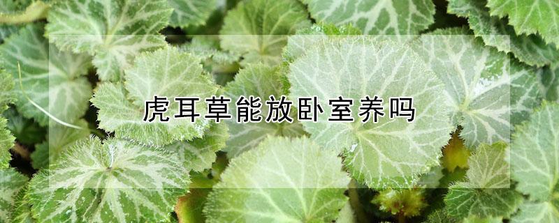 虎耳草能放卧室养吗（虎耳草室内养,还是室外养）