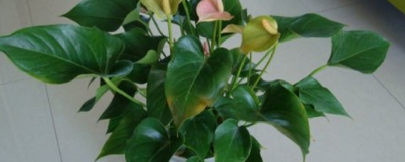 如何使尖尾芋养得粗壮 尖尾芋的养殖方法和注意事项