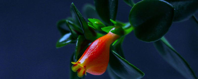 金鱼吊兰叶子蔫的原因 金鱼吊兰叶子枯萎