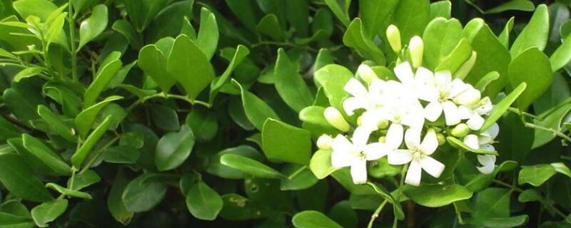 黄芸香盆景怎么养（黄栌盆景怎么养）