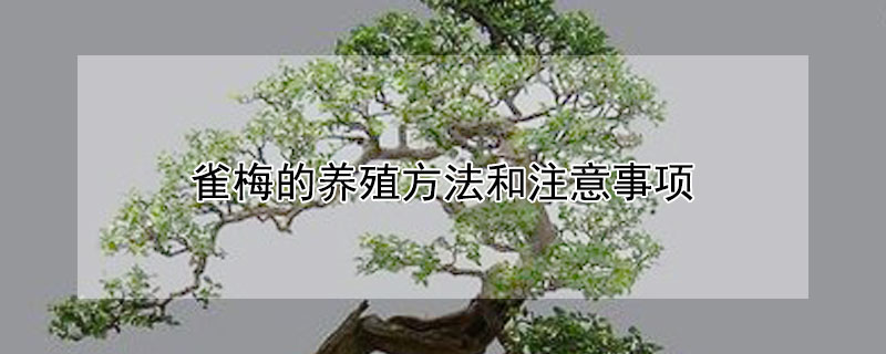 雀梅的养殖方法和注意事项（雀梅的养殖方法和注意事项视频）