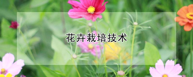 花卉栽培技术 花卉栽培技术形考作业答案