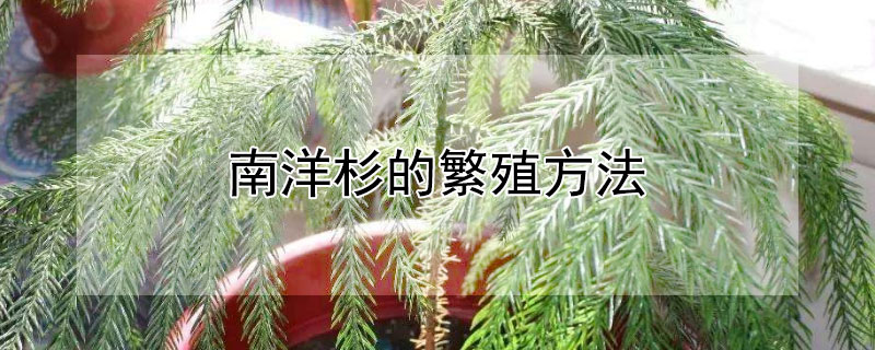 南洋杉的繁殖方法（南洋杉的繁殖方式）