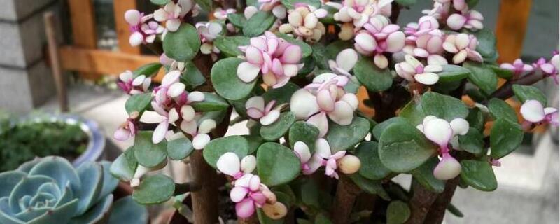 金枝玉叶怎样变色（金枝玉叶子怎么变红色的?）