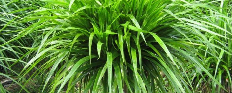 龙须树的养殖方法和注意事项 多头龙须树的养殖方法和注意事项