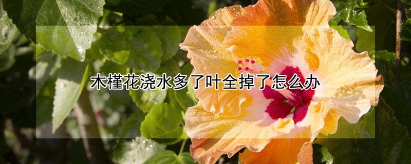 木槿花浇水多了叶全掉了怎么办（木槿花的叶子都掉了该怎么办）