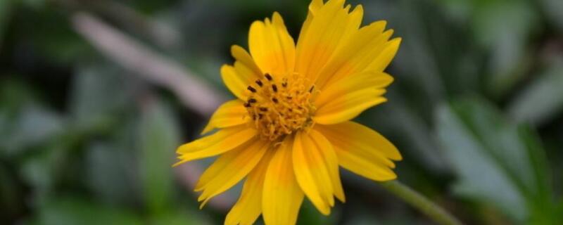 百日草幼苗怎么养（百日草幼苗怎么养护）