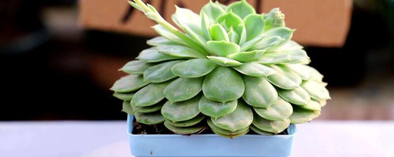 观音莲老桩怎么处理 观音莲老桩怎么换盆处理?