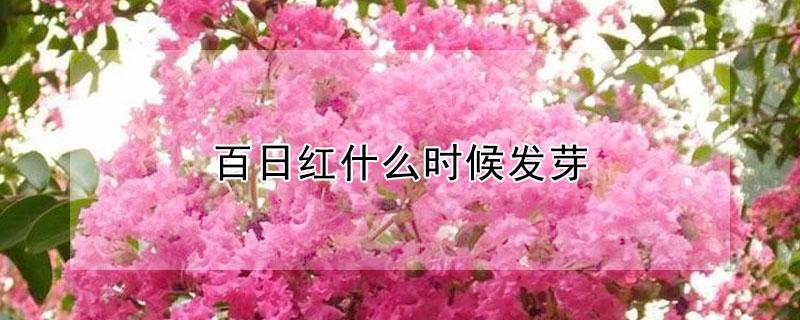 百日红什么时候发芽（百日红几月份冒芽?）