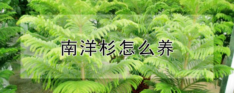 南洋杉怎么养（南洋杉怎么养比较好啊）