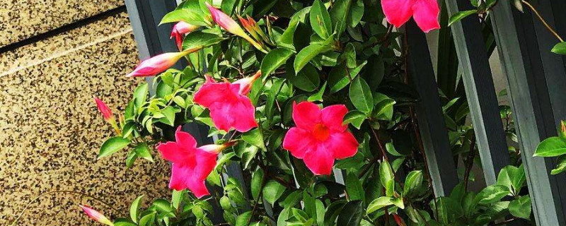 飘香藤干叶干尖怎么回事 飘香藤的藤尖干了是什么原因