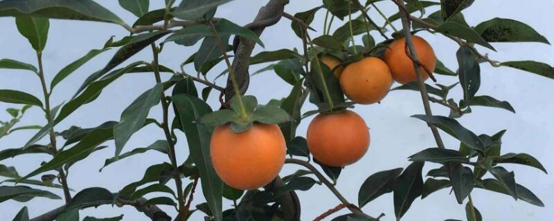 金弹子小苗怎么养（金弹子小苗怎么养护）