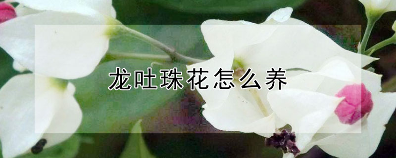 龙吐珠花怎么养 龙吐珠花怎么养殖