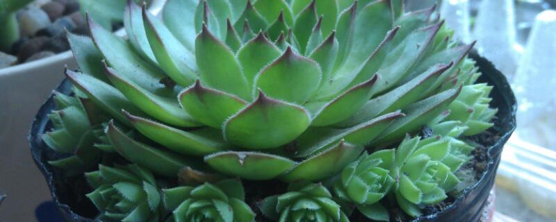 怎样移栽观音莲 观音莲移植后怎样浇水