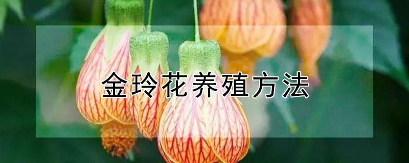 金玲花养殖方法 金铃花的养护