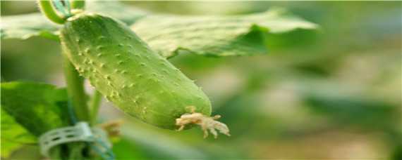 早春冷棚黄瓜种植技术 早春冷棚黄瓜的栽培