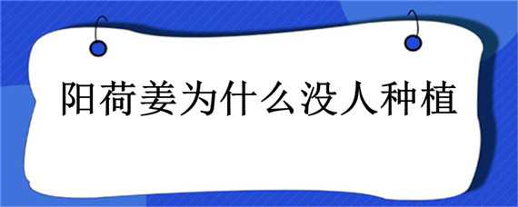 阳荷姜为什么没人种植（阳荷姜生长环境）