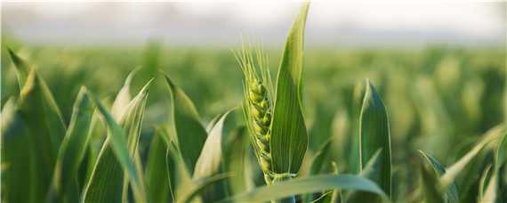 小麦返青的温度条件