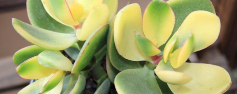 姬红花月怎么浇水 姬红花月刚种上浇水吗