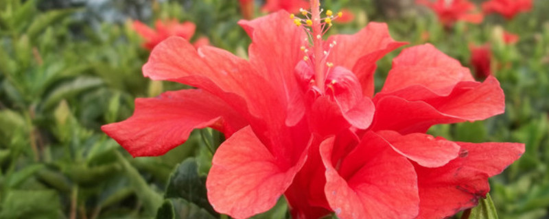 重瓣朱槿的扦插方法（重瓣木槿怎么扦插）