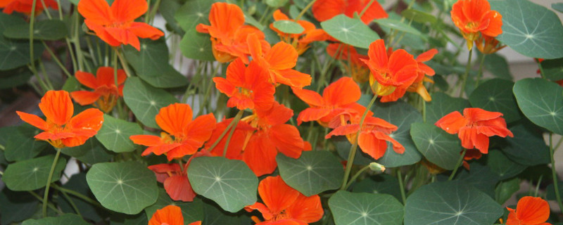 旱金莲叶子黄怎么办（旱金莲叶子黄了）