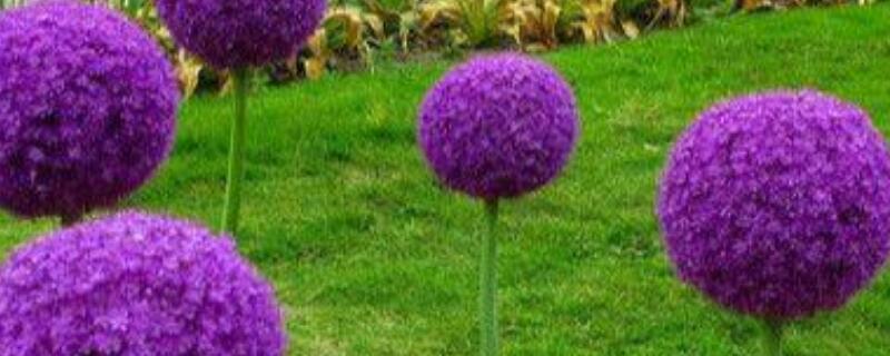 大花葱球根的种植方法 大花葱种球什么时候种