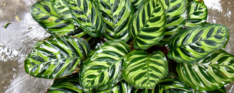 孔雀竹芋多久浇一次水（孔雀竹芋几天浇水一次）