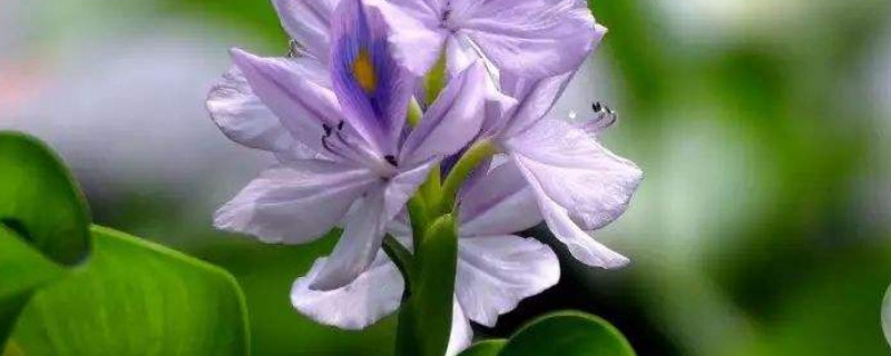 凤眼蓝叶子枯萎怎么办 凤眼蓝的叶子枯了怎么办