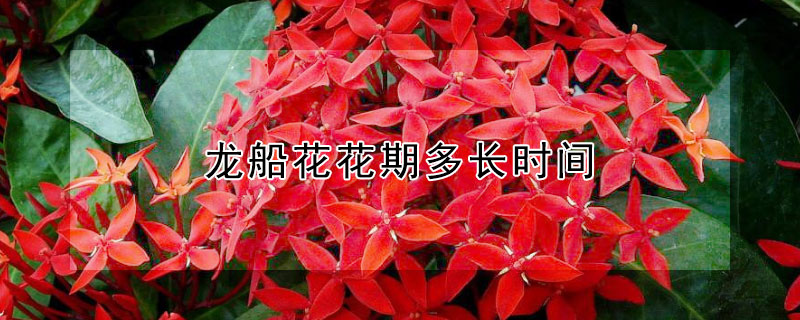 龙船花花期多长时间（龙船花期有多长）