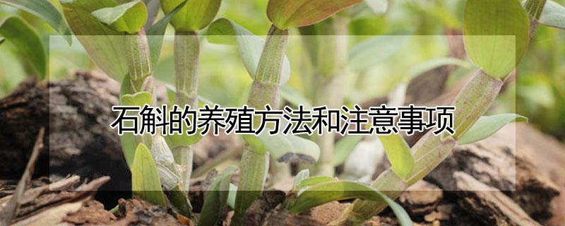 石斛的养殖方法和注意事项（石斛兰的养殖方法和注意事项）