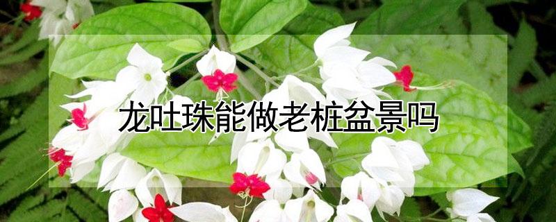 龙吐珠能做老桩盆景吗 龙吐珠盆景图片