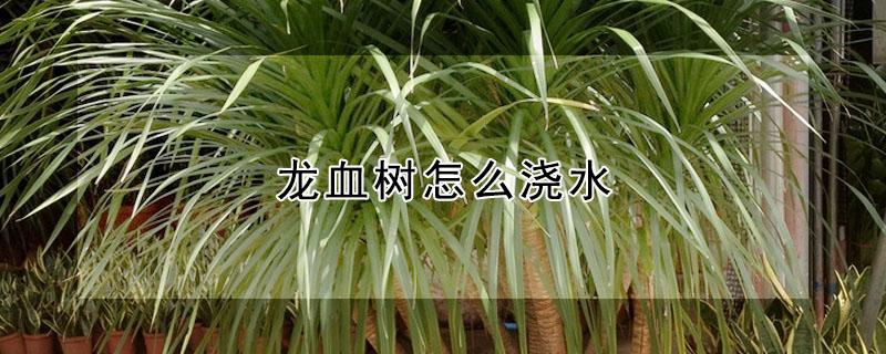 龙血树怎么浇水(海南龙血树怎么浇水)