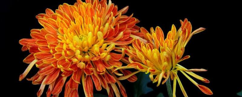 九月菊怎么栽培（九月菊的栽培方法）