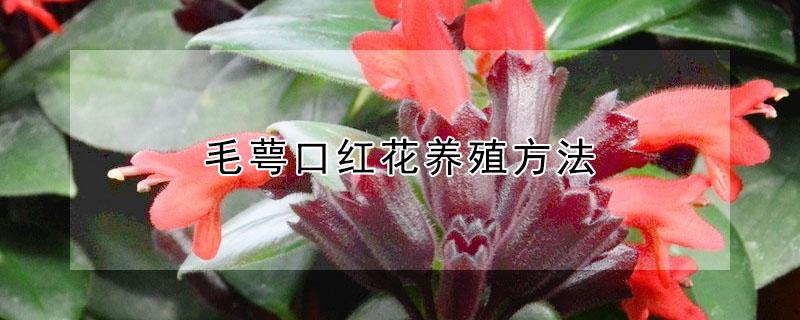 毛萼口红花养殖方法 口红花的养殖方法和注意事项