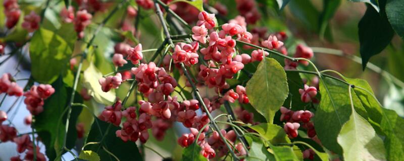 卫矛盆景怎么养（卫矛做盆景好看吗）