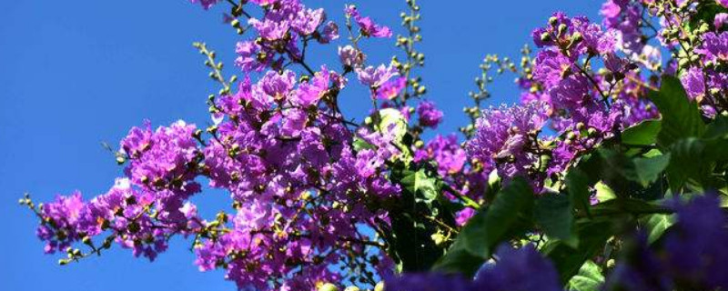 怎样控制紫薇枝条（紫薇枝条太长怎么办）